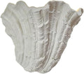Modern Nordic Shell Wall Sconce, White Plaster LED Uplight (3000K Warm), Unique Seashell Design, Indirect Ambient Lighting for Bedroom, Living Room, Dining Room, Hallway Decor.(19cm/7.48")